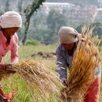 Khokana-Agriculture-khetipati-12