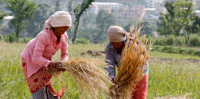 Khokana-Agriculture-khetipati-12